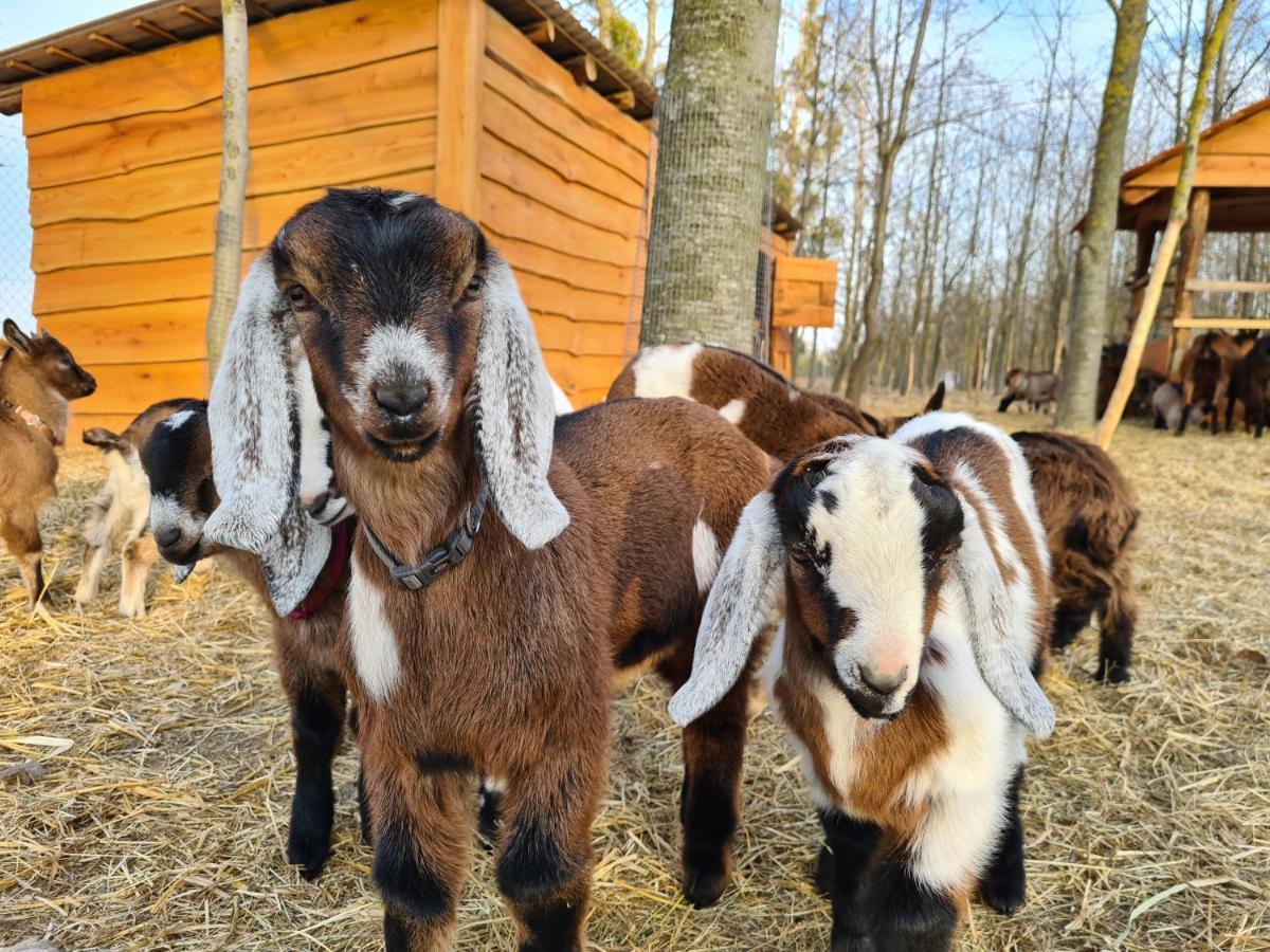 Istvan Parkhotel Es Gasztrofarm Sormás エクステリア 写真